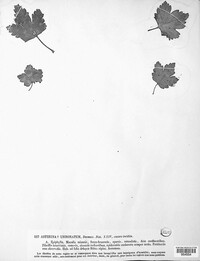 Asterina umbonata image